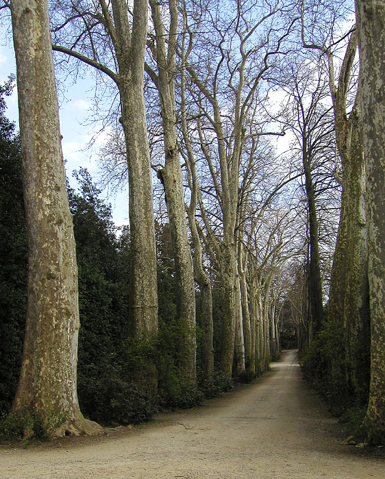 Path in the Boboli Gardens in Florence